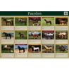 Paarden by Zon