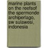 Marine plants on the reefsof the Spermonde Archiperlago, SW Sulawesi, Indonesia