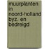 Muurplanten in noord-holland byz. en bedreigd