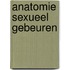 Anatomie sexueel gebeuren