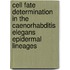 Cell fate determination in the Caenorhabditis elegans epidermal lineages