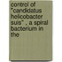 Control of "candidatus helicobacter suis" , a spiral bacterium in the