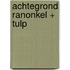 Achtegrond Ranonkel + tulp