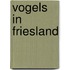 Vogels in friesland