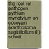 The root rot pathogen pythium myriotylum on cocoyam (xanthosoma sagittifolium (l.) schott