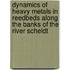 Dynamics of heavy metals in reedbeds along the banks of the river scheldt