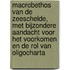 Macrobethos van de Zeeschelde, met bijzondere aandacht voor het voorkomen en de rol van oligocharta