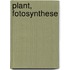 Plant, fotosynthese
