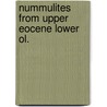 Nummulites from upper eocene lower ol. door Drooger