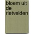 Bloem uit de rietvelden