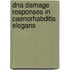DNA damage responses in Caenorhabditis elegans