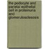 The podocyte and parietal epithelial cell in proteinuria and glomerulosclesosis