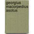 Georgius macorpedius asotus