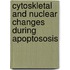 Cytoskletal and nuclear changes during apoptososis