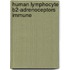 Human lymphocyte b2-adrenoceptors immune