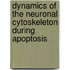 Dynamics of the neuronal cytoskeleton during apoptosis
