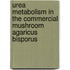 Urea metabolism in the commercial mushroom Agaricus bisporus