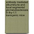 Antibody mediated albuminuria and focal segmental glomerulosclerosis in Thy-1.1 transgenic mice