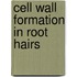 Cell wall formation in root hairs