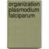 Organization plasmodium falciparum