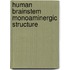 Human brainstem monoaminergic structure
