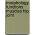 Morphology functions muscles hip joint