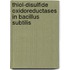 Thiol-disulfide oxidoreductases in Bacillus subtilis