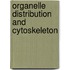 Organelle distribution and cytoskeleton