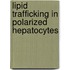 Lipid trafficking in polarized hepatocytes