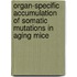 Organ-specific accumulation of somatic mutations in aging mice