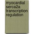 Myocardial SERCA2a transcription regulation