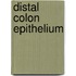 Distal colon epithelium