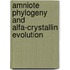 Amniote phylogeny and alfa-crystallin evolution