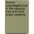 Human cytomegalovirus in the vascular tree and other organ systems