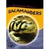 Salamanders
