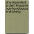 DNA-Dependent protein kinase in non-homologous end-joining