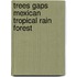 Trees gaps mexican tropical rain forest