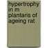 Hypertrophy in m plantaris of ageing rat