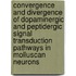 Convergence and divergence of dopaminergic and peptidergic signal transduction pathways in molluscan neurons