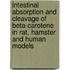 Intestinal absorption and cleavage of Beta-carotene in rat, hamster and human models