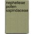 Nephelieae pollen sapindaceae