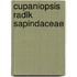Cupaniopsis radlk sapindaceae
