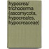 Hypocrea/ Trichoderma (Ascomycota, Hypocreales, Hypocreaceae)