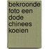 Bekroonde foto een dode chinees koeien