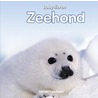 Zeehond by Richard Bijloo