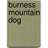 Burness Mountain Dog