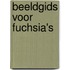 Beeldgids voor fuchsia's
