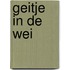 Geitje in de wei