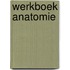 Werkboek anatomie