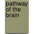 Pathway of the brain